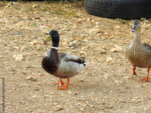 Two ducks walking side by side on a grassy path, captured in natural light. Their synchronized steps and detailed plumage evoke themes of wildlife, nature, and companionship.