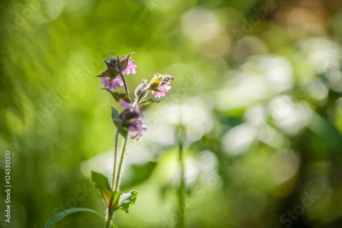 Rote Lichtnelke Silene dioica im Gegenlicht vor unscharfem Hintergrund mit Bokeh
