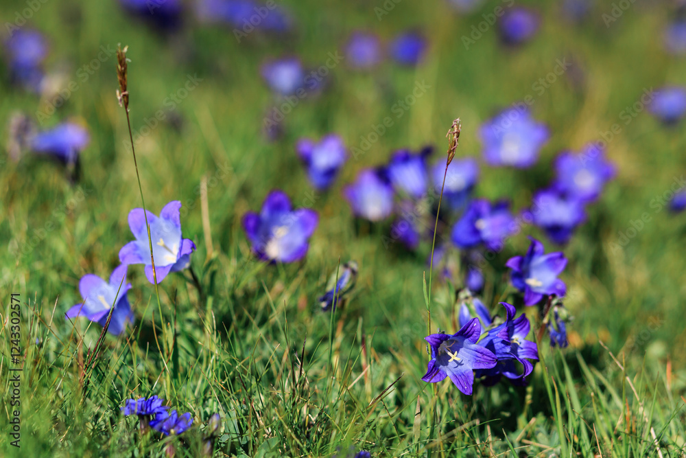 Many blue bell flowers close up in a green field in the mountains. Abkhazia. Many blue bell flowers close up in a green field in the mountains. Abkhazia.