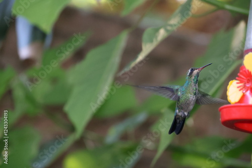 Colibrí con las alas desplegadas photo