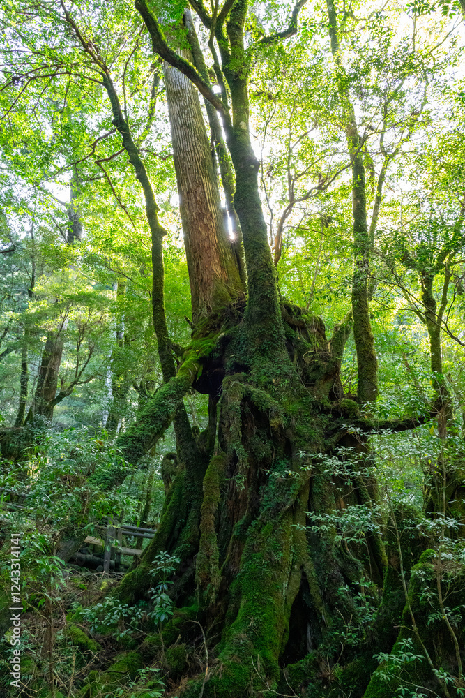 屋久島のヤクスギランド屋久杉