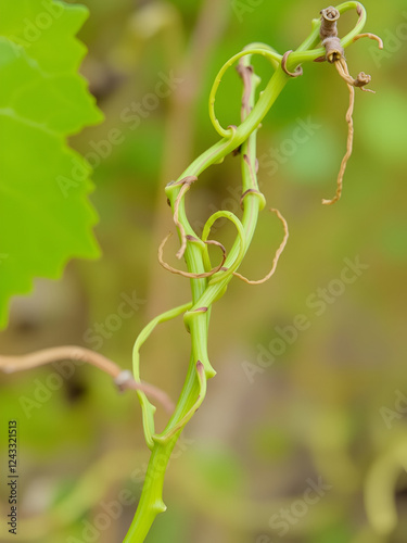 Closeup of a wild grapevine tendril, intricate twists, vibrant green, natural wildness photo