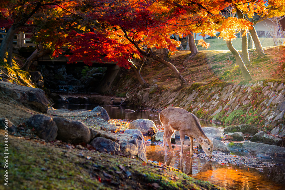 Obraz premium Sika Deers with Colorful Maple Trees in morning autumn at Nara park, Nara, Japan