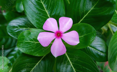 The beautiful pink Nayantara Flower is in bloom. It is native and endemic to Madagascar. Common names for this flower include rose periwinkle, Madagascar periwinkle, or old-maid. photo