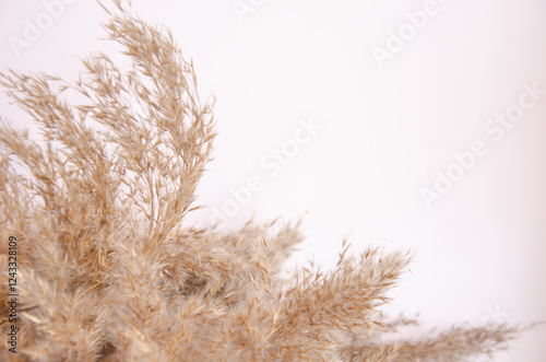 Mockup with empty dried reed grass on white background with shadow and light. Place for your logo or text. Flat lay, top view photo