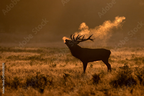 Male Stag Red Deer on a very cold winters morning. Taken at sunrise the warm breath contrasts against the low rising sun. The rutting season brings out a bellow