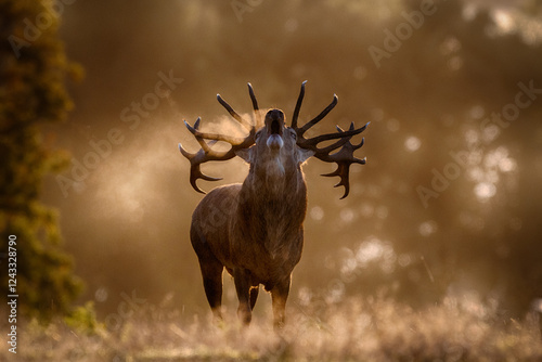 Male Stag Red Deer on a very cold winters morning. Taken at sunrise the warm breath contrasts against the low rising sun. The rutting season brings out a bellow