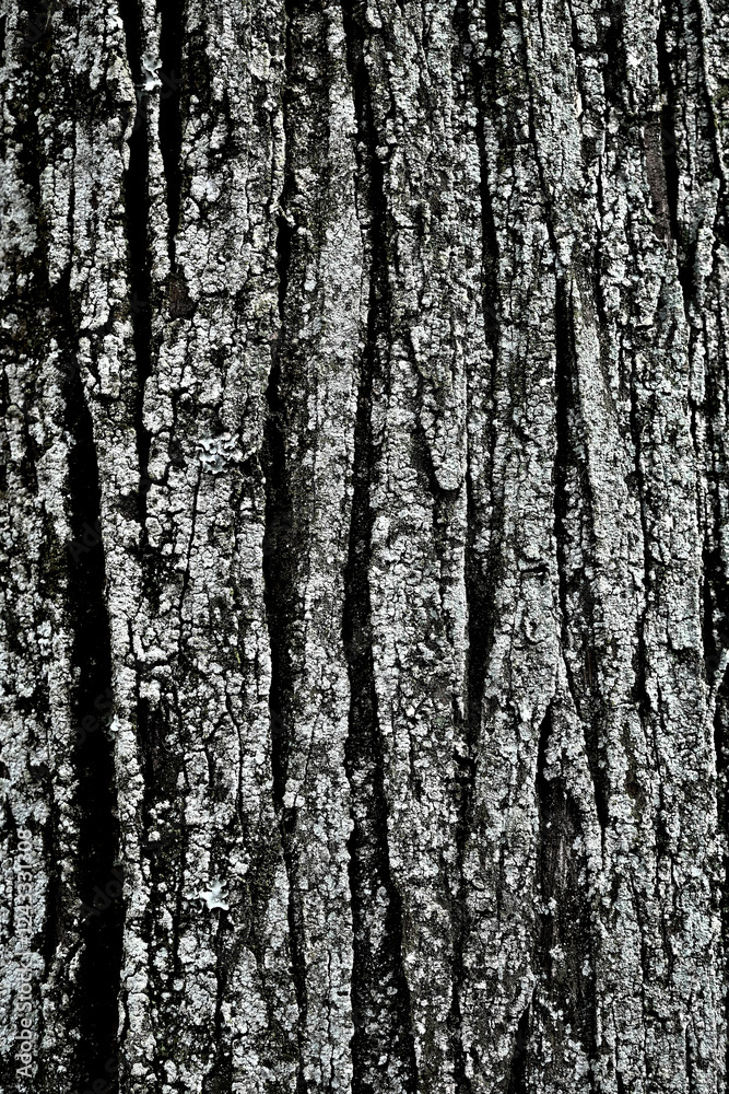 Obraz premium 苔むした樹皮