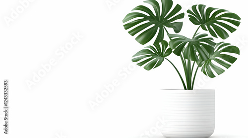 Modern Monstera Plant in White Pot - Empty Room Background - Home Decor photo