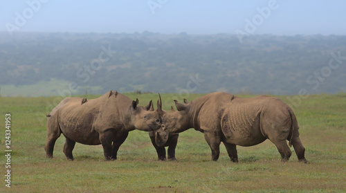 crash of black rhinos gathering with their horns touching in the wild plains of solio game reserve, kenya
