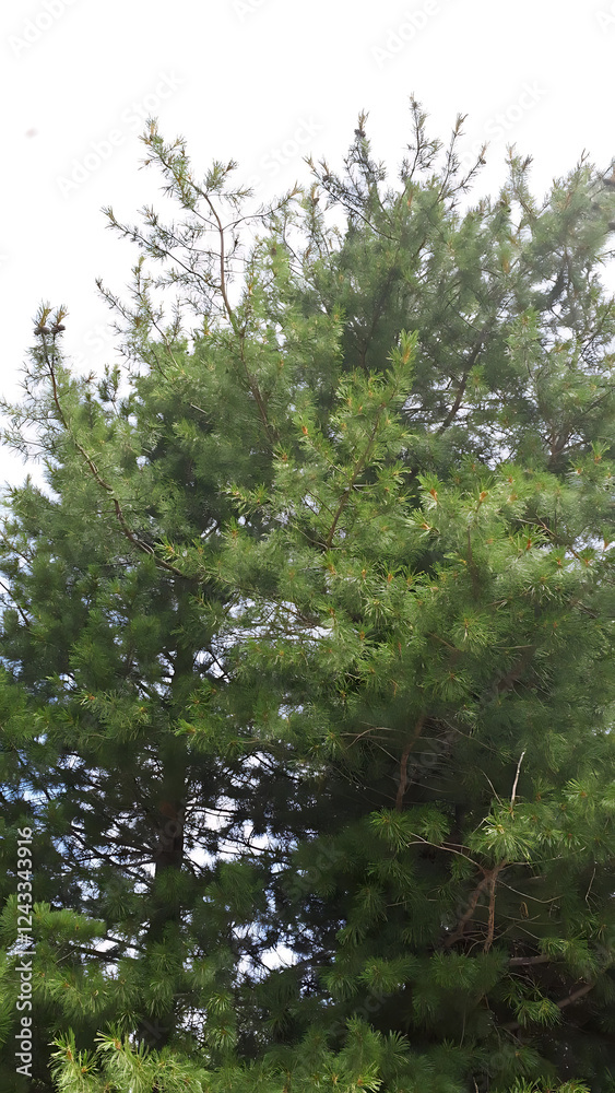 Obraz premium Green pine tree with bright foliage against the sky background