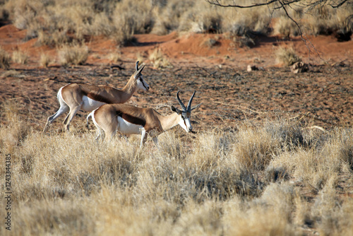 Two Springbok grazing in the early evening, Namibia

