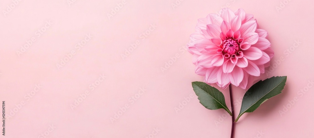 Fototapeta premium Pink Dahlia Flower on Pink Background: A Delicate Bloom