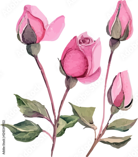 vector illustration of rose