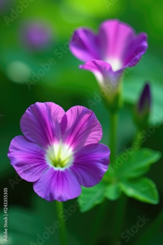 Purple Clitoria ternatea blooms in a lush green environment, floral, clitoria ternatea, flower