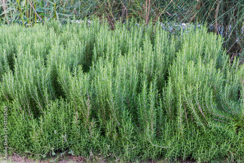 Rosemary bushes against other plants outdoors in overcast day photo