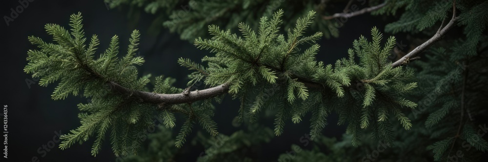 Spruce needle branch with dark green foliage and twisted bark, plant details, evergreen Spruce needle branch with dark green foliage and twisted bark, plant details, evergreen