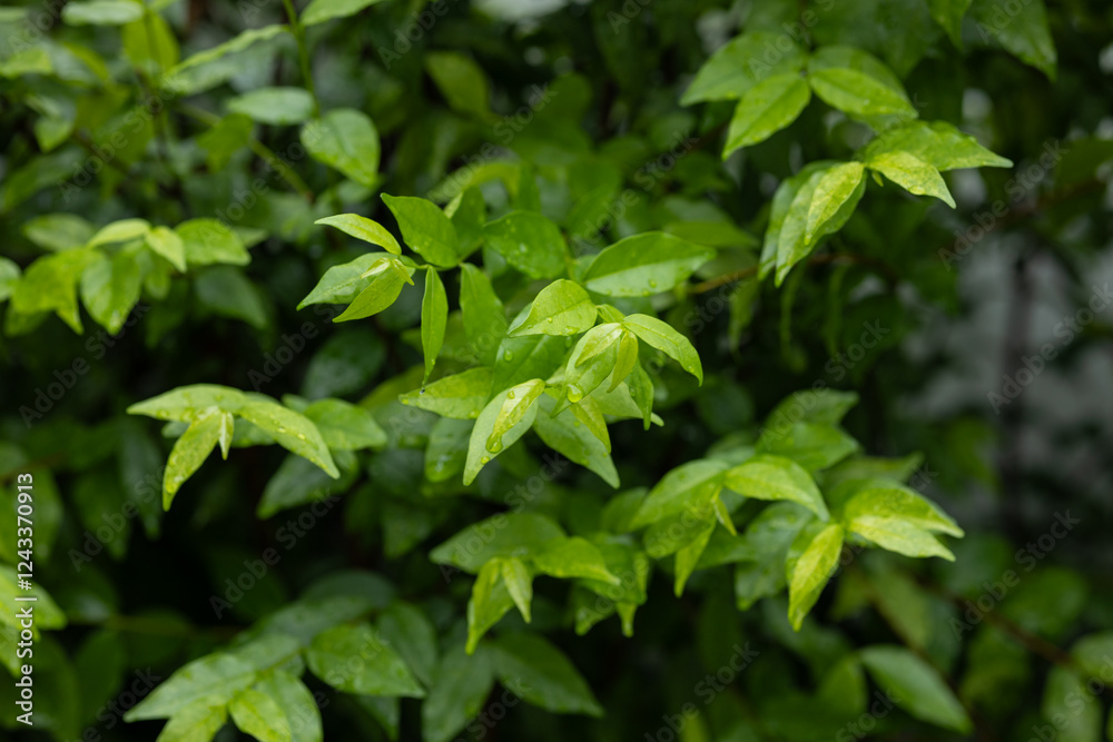 Close-Up of Lush Green Tree Leaves Outdoors Close-Up of Lush Green Tree Leaves Outdoors