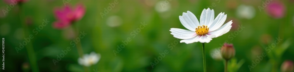 Long-stemmed flower with curved stem and single white petals, cosmos caudatus, foliage, ulam raja Long-stemmed flower with curved stem and single white petals, cosmos caudatus, foliage, ulam raja