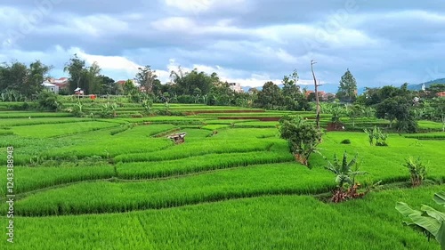 Expanse of green rice field area surrounded by trees. Beautiful view of rice terraces with sky cloud background. Indonesian nature