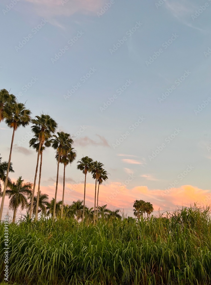 Beautiful palms in a pink sunset. Beautiful palms in a pink sunset.