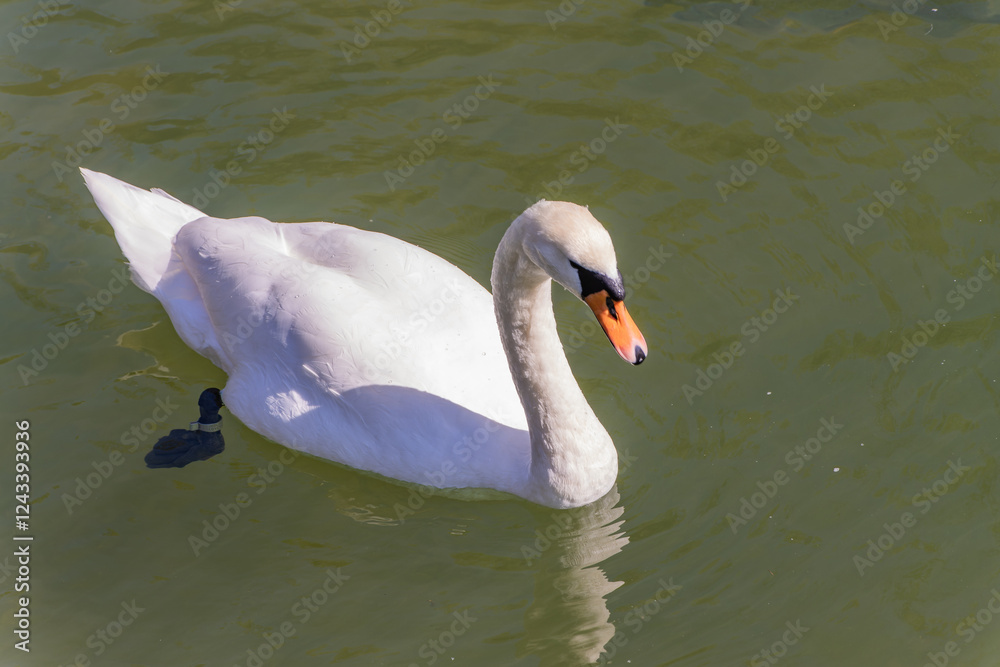 Swans on the Krka River, near the famous medieval castle Otocec in Slovenia. Swans on the Krka River, near the famous medieval castle Otocec in Slovenia.