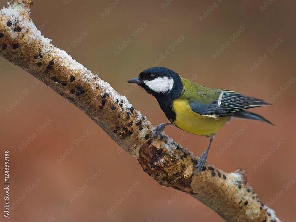 Obraz premium Great Tit Ready for Takeoff