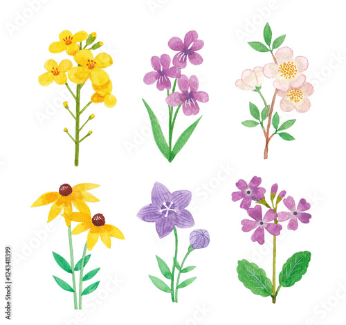 Watercolor flower hand drawing illustration