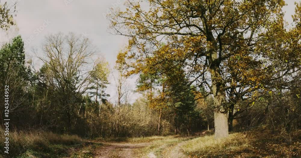 OAK Green Tree And Grass Turn Yellow. Season Change TimeLapse Concept. Season Transition Oak Forest From Summer Green To Autumn Yellow. Fall Autumn Mood Time Lapse OAK Green Tree And Grass Turn Yellow. Season Change TimeLapse Concept. Season Transition Oak Forest From Summer Green To Autumn Yellow. Fall Autumn Mood Time Lapse
