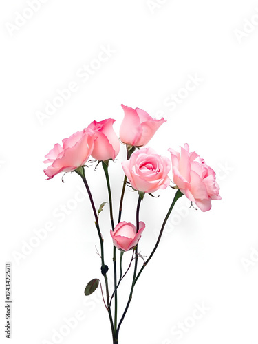 plumes roses sur fond blanc photo