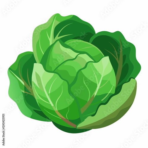 Cabbage isolated white