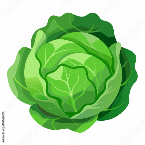 Cabbage isolated white