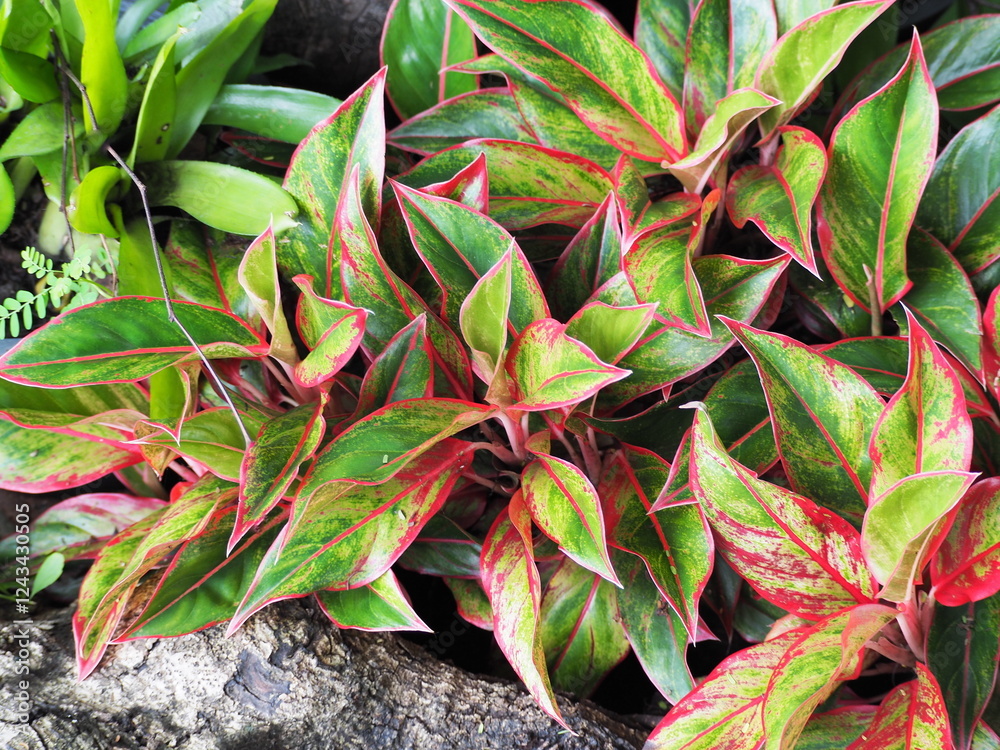 Φωτογραφία Siam-Aurora leaves are long, oval shaped, and the edges are framed in a pink-red color