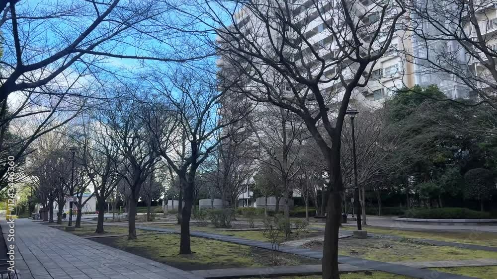Peaceful winter scene in Harumi, Tokyo with leafless trees and modern buildings Peaceful winter scene in Harumi, Tokyo with leafless trees and modern buildings