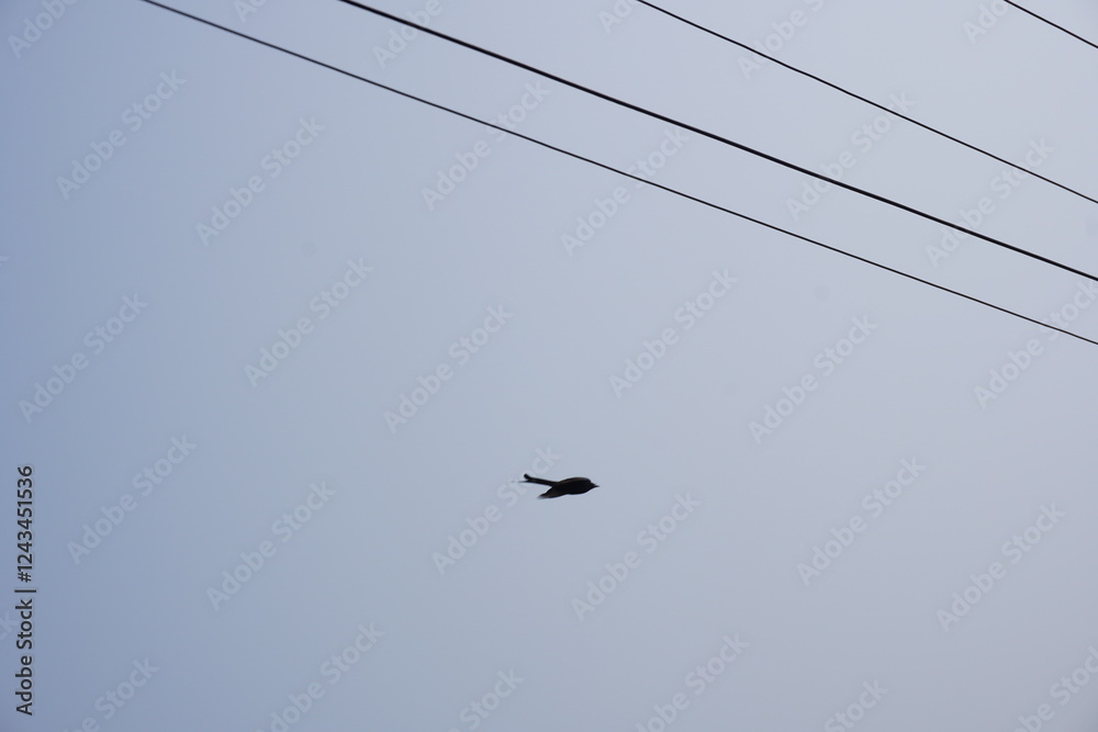 A drongo bird is flying in the blue sky A drongo bird is flying in the blue sky