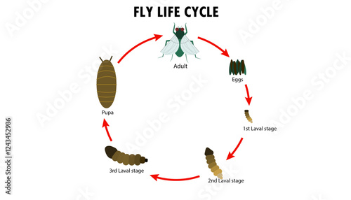 Fly life cycle diagram - stages of development of a Fly