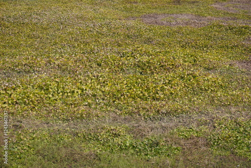 Fotografía Textured Ground Cover with Mixed Green and Yellow Vegetation in Natural Field