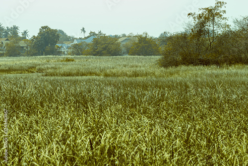 Infrared photography, a grassy field with tall grass, suggesting a rural landscape