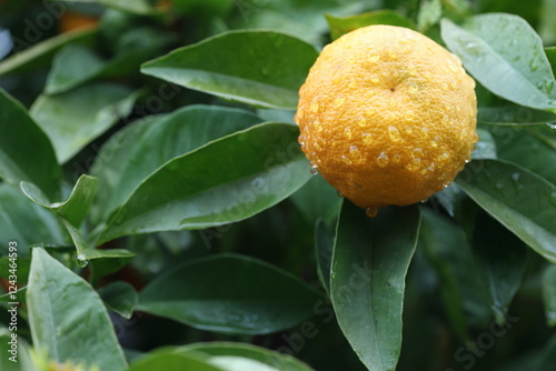 close up of yellow bitter orange with rain drops