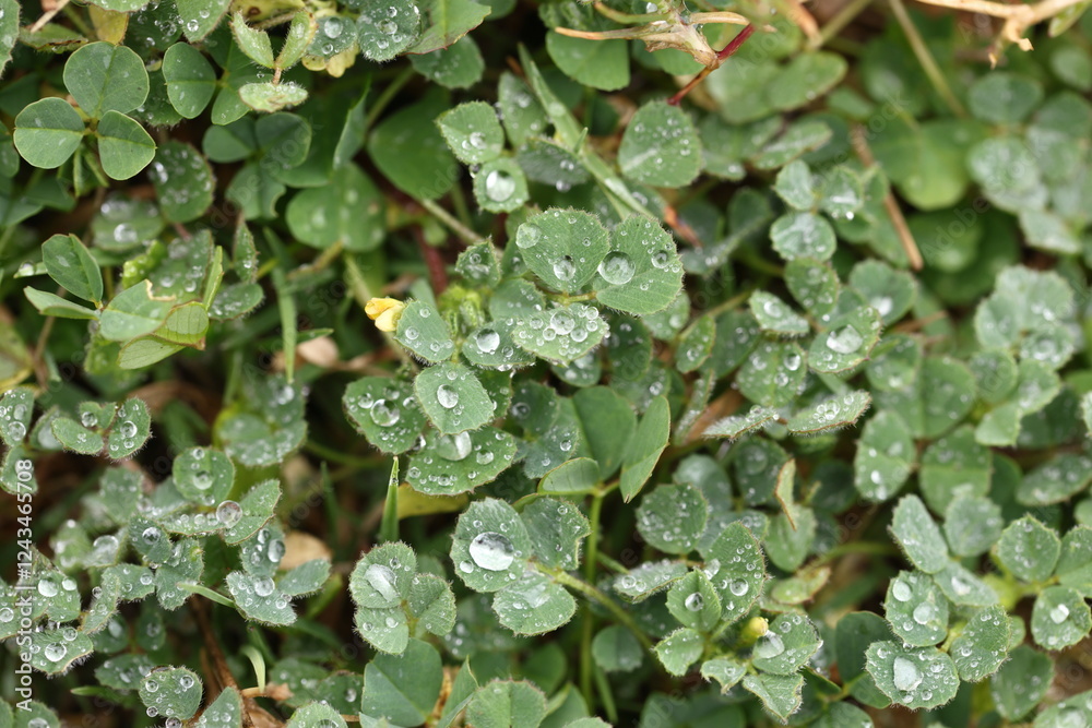 close - up view of Oxalis pes-caprae background after rain