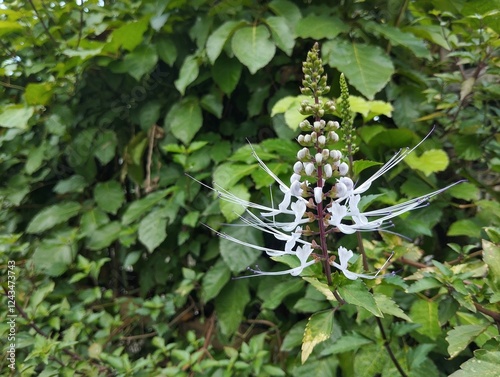 Cat wishker plant or Orthosiphon aristatus in outdoor garden, Herb medicine plant  photo