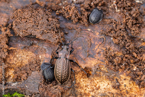 Ground-Beetle Carabus granulatus in close view photo