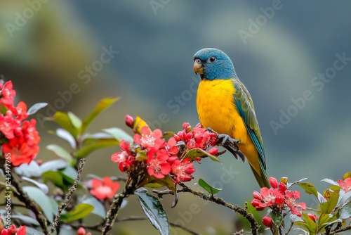 Bar winged mountain parakeet perched on flowering branch photo