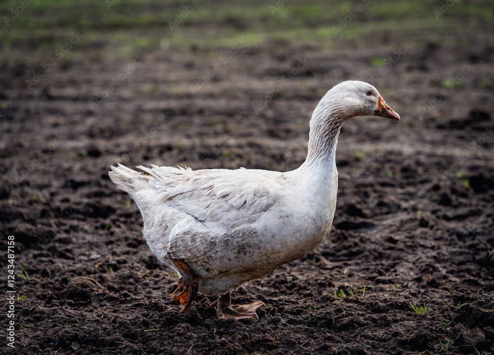 Duck in a Field Duck in a Field