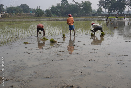 The farmers are working in a paddy field which is a flooded field used for growing rice. 