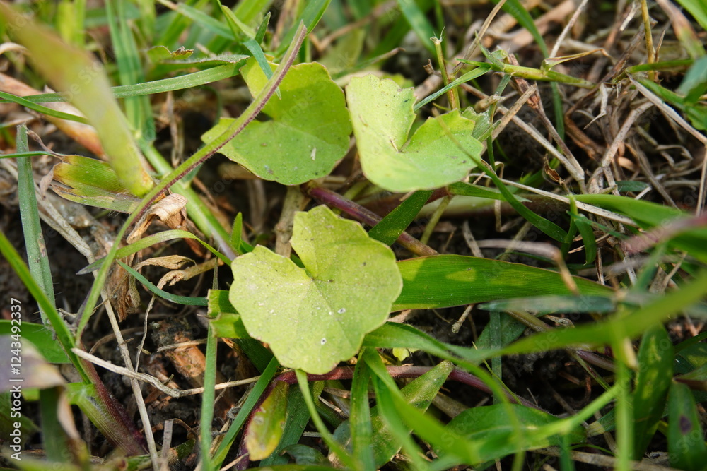 Centella asiatica has been grown on the grassy field Centella asiatica has been grown on the grassy field