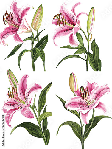 Oriental hybrid lilies. Pink lily flowers, leaves and buds. Watercolor vector illustrations set.