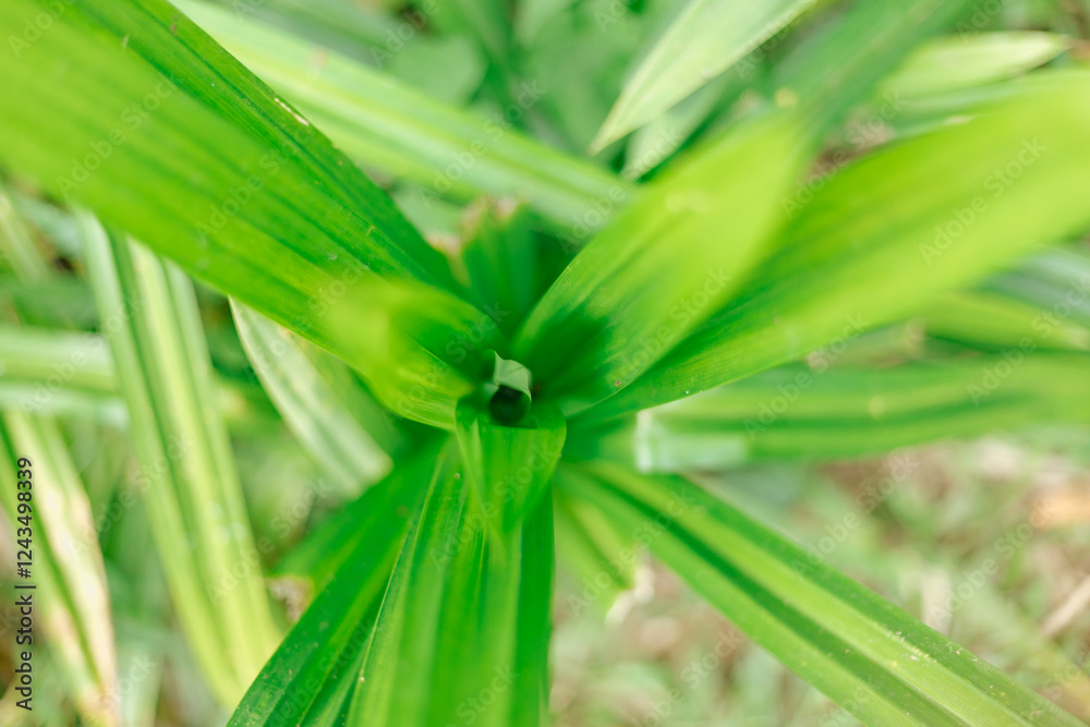 Obraz premium Close up Green leaves background
