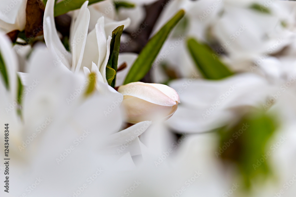 Fototapeta premium Detailed macro shot of delicate flower magnolia bud amid white petals. Magic background with white magnolia. Floral composition emphasizes beauty of nature, creating serene and calming visual effect