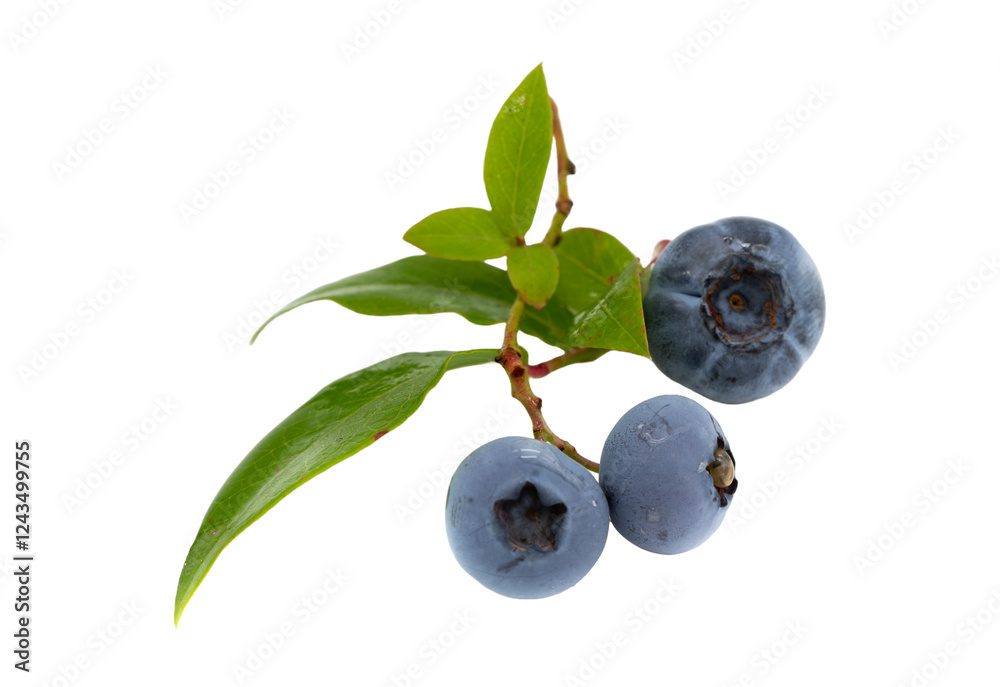 blueberries on white background cutout